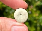 Rare Fossil Echinoid Eurhodia Holmesi Sea Urchin Eocene Nc Castle Hayne Fm