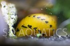 3 Red Spotted tiger Nerite Snails  algae Eaters   Live Freshwater Snails   Rare