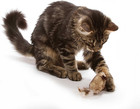 Ourpet s Play-n-squeak Twice The Mice Cat Toy  2pc  interactive Catnip Toy  Real