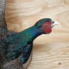 Brand New Melanistic Ringneck Rooster Pheasant Taxidermy Flying Wall Mount