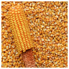 Yellow Dent Corn Seeds For Planting Fodder Sprouting Feed Storage Reid s Non-gmo