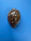 77 5mm   Cypraea Mappa  f    Gem   Nice Pattern
