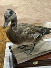 Duck Mount