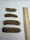Lot Of 4 Jumbo Western Diamondback Rattlesnake Rattles Real Texas Large