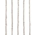 5 Pcs White Birch Poles 4ft Natural Wood Branches Sticks For Diy Home Decor Craf