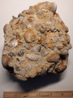 Fossil Gryphaea Bivalves Mortality Death Plate Slab Oyster Shells 6 1 2 Inches