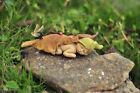 Miniature Sleeping Fairy Baby With Butterfly To 4141 Fairy Garden Figurine