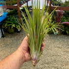 Nidus Air Plant  fasciculata X Ionantha  Large Species