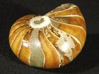 Big Very Rare  100  Natural Polished Cretaceous Era Nautilus Fossil 257gr