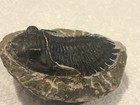 Black Asaphus  Trilobite  Over 200 Million Years Old  Fossil On Rock Paperweight