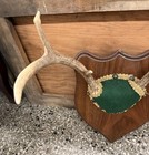 Whitetail Deer Antlers Wall Mount Plaque Taxidermy Rack 6 Point