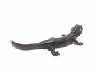 Japan Kaiyodo Tohoku Salamander Realistic Animal Mini Figure Miniature