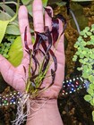 Echinodorus Aflame Dark Purple Amazon Sword Live Aquatic Plants - 6-10 Inch Plan