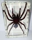 4 3  Giant Golden Earth Tiger Tarantula Spider Specimen Amber Clear Lucite Block