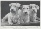 Sealyham Terrier Pups  trio  - 1934 Vintage Dog Art  photo  Print  Custom Matted