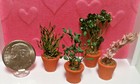 Dollhouse Miniature Herb Garden - 4 Plants - 1 12 Scale - I Combine Shipping