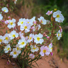 Pale Evening Primrose Seeds   Heirloom   Non-gmo   Free Shipping   1242