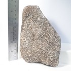 Crinoid Plate