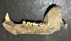 Large Cave Bear Jaw Fossil  ursus Spelaeus   Romania Free Shipping