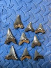 Lot Of 9 Angustidens Shark Tooth Fossil From Sc