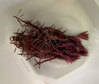 Rotala Red Live Freshwater Tropical Aquarium Plant Stem  10 Stems 