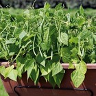 Bush Bean Seeds     50 Seeds     Non-gmo Heirloom Green Beans For Productive Gardens