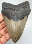 Megalodon Shark Tooth Real Fossil - 3 82    Prehistoric Shark Teeth No Restoration
