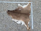 Whitetail Deer Hide  Grade C  Hair-on Leather Hide  Craft Grade  Made In Usa