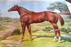 Orren Mixer  American Quarter Horse Print Stallion Vintage 24   wx18   t
