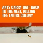 Terro Liquid Ant Killer Bait Outdoor Indoor Tray Traps Ready To Use T300 6pk New