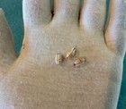 Tiny Toothed Cowrie Shells     Cyp Microdon purpuradusta Microdon   9 To 10 5 Mm 