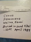 Conus Pennaceus Shell From Hawaii