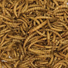 Kaytee Mealworms Bird Food 17 6 Oz Pouch