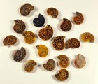 32mm Half Ammonite Spiral Fossil Shell Natural Fossilized Ammolite - Madagascar