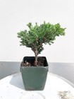 Green Mound Juniper Bonsai  2 Inch Pot  Mini Outdoor Zen Tree