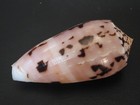 Breathtaking   conus Chusaki 55 6mm indonesia Seashell