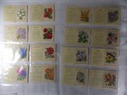A6 Kensitas Wix Silk Flowers Medium 1st Series 1934 Complete Set 60 Plain Back