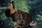Webkinz Signature African Wild Dog  new Un-used Sealed Code Wks1066 