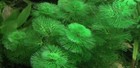 Green Cabomba Caroliniana Freshwater Live Aquarium Plants Buy 2 Get 1 Free    