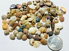 Natural Seashells  25-1  Tiny Small Bulk Lot 500  Sea Shells Craft Beach Decor