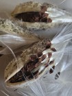 20 Milkweed Seeds   Not Pods  Just Seeds 