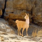 Collecta Farm Life Collection Miniature Figure   Llama