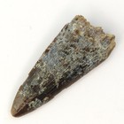 Xiphactinus Tooth Fish Fossil  - Ozan Fm  - North Sulfur River  Tx - Cretaceous