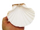 6 Xl White Irish Baking Scallop Shells  4 5-5   Restaurant Quality Beach Dining