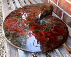   Absolute Gem Monster 18  Cretaceous Fossil Ammonite Ammolite Canada 35  Lb