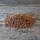 Daikon Radish Seed   Deer Wildlife Food Plot Forage Fall Planting Soil Builder