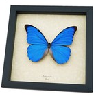 Framed Butterfly Blue Morpho Anaxibia Real Insect Taxidermy Display
