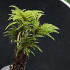 Live Moss A Cluster Of Menzie   s Tree Moss  4 Plants And 1 Free Single Plant