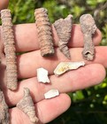 Brownwood Fossils Lot Petalodus Shark Crinoids Coral Etc Permian Age Texas