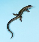 Kaiyodo Animatales Animal In Japan Choco Q Common Viviparous Lizard Mini Figure